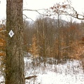 Sheltowee Trace - 11